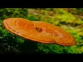 Istoria Ganoderma - Mit și realitate (1)
