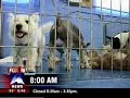 Humping Dogs On FOX 4