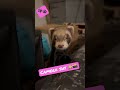 🐾 Camera Shy Ferret 🐾 #shorts #animals #cutepets #ferret #pets #petlover #polecat