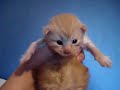 Sessan Bebbe Kissar Sessan Bebbe Kissar
