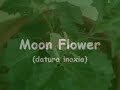 Datura Flowe bloom timelapse