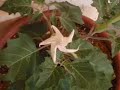 Datura Flower bloom, time-lapsed Datura Flower bloom, time-lapsed