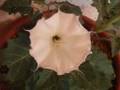Datura Flower bloom timelapse