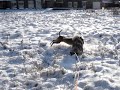 sneeuw 5-01-2009