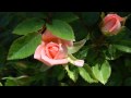 Esta tarde vi llover - Richard Clayderman