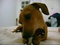 TEKA COMENDO OSSO