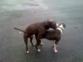 Pit Bull Mating Fail!!