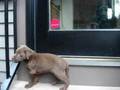 Chocolate Labrador Puppy 7 Weeks Old Crying To Play