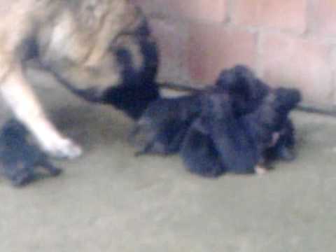 Qent+e+sharrit+ne+gara