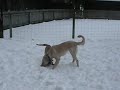 Snow Play.AVI