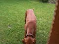 dog plays with apple