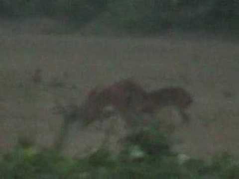 Whitetail Buck Deer Dismal Swamp