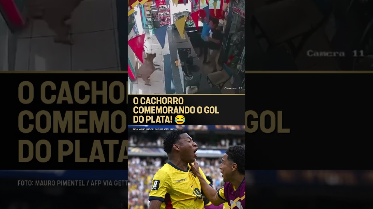 ATÉ O CACHORRO COMEMOROU O GOL DECISIVO DO EQUADOR KKKKKKKK #shorts
