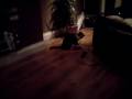 videos de Tricky 07012009