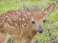 Twin bambis - 2 friendly fawns just born barely walking