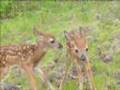 Twin bambis - 2 friendly fawns just born barely walking