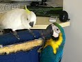 Parrot - Banny e Momo - Fameeee