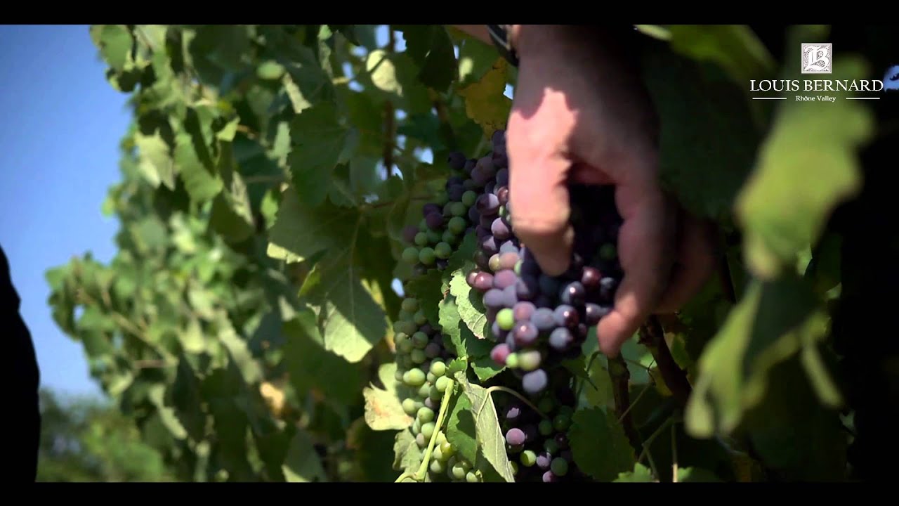 Louis Bernard Winery in Gigondas