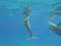 DELFINI