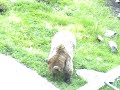 Karhu 14.07.2006
