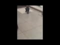 Emma french bulldog francese alle prese con il tappetino!