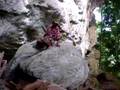Old Grave Tiloe in Tolambo - Poso Centran Sulawesi.