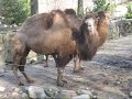 Bactrian Camels at Cleveland Zoo Bactrian Camels at Cleveland Zoo