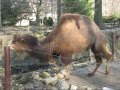 Bactrian Camels at Cleveland Zoo