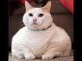 Worlds Biggest & Fatest Cats & Dogs