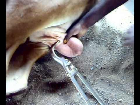 castration