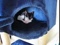 Kattenkamer in beslag genomen?