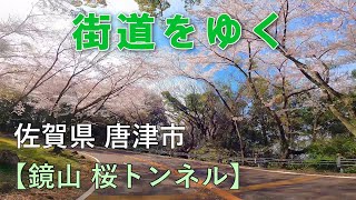 鏡山　桜トンネル