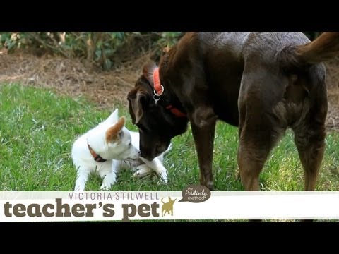 how to properly socialize a puppy