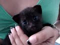 Gatito