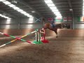 Dressage Horses Cant Jump Eh?