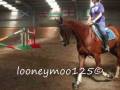 videos de Dressage Horses Cant Jump Eh?