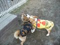 柴犬動画