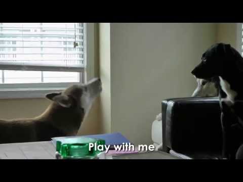 BORING DOGS?! - SUBTITLED