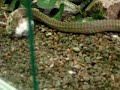 Feed boomslang 3 Feed boomslang 3