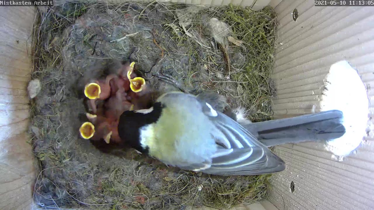 Alle 8 Küken noch da - es wird gefüttert und im Nest getaucht | Tag 3 | 10.05.2021