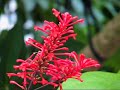 Bellingrath Holiday Rose Garden & Tropical Greenhouse