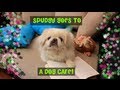 Bau House Dog Cafe in Seoul