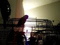 Taming A Lovebird Breeder