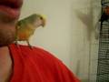 Taming A Lovebird Breeder