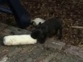 franse bulldog