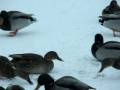 Black Friday for the Ducks
