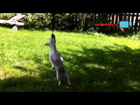 Pitbull v těle Jack Russela