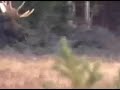 when my husband and i were in wyoming, near snowy range i walked just outside our cabin to take some pics of wildlife when behold the moose walk up over the hill just a few yards from me. what a sight!