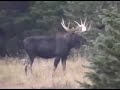 when my husband and i were in wyoming, near snowy range i walked just outside our cabin to take some pics of wildlife when behold the moose walk up over the hill just a few yards from me. what a sight!