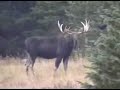 when my husband and i were in wyoming, near snowy range i walked just outside our cabin to take some pics of wildlife when behold the moose walk up over the hill just a few yards from me. what a sight!